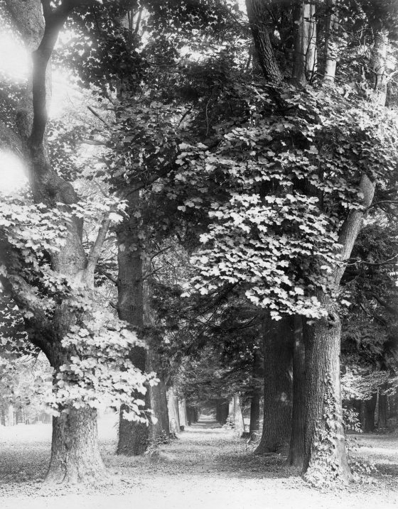 black and white image of chestnut tree grove