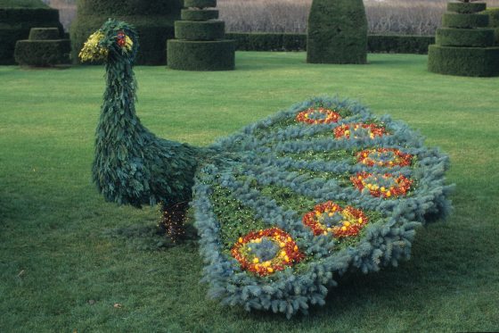 peacock topiary form