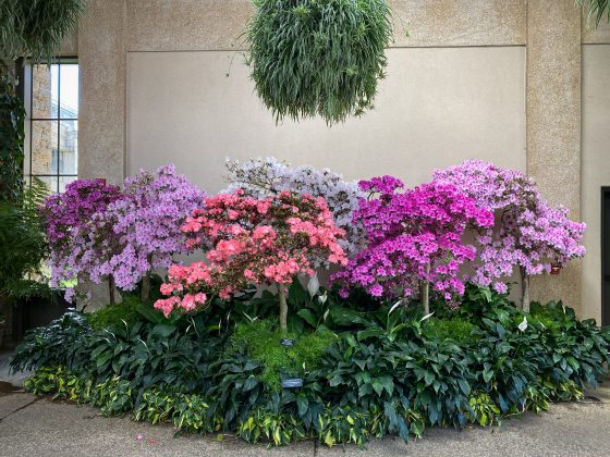 Belgian Indian azaleas against a beige wall