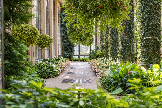 a lush green walkway in the conservatory with hanging baskets and columns covered in green