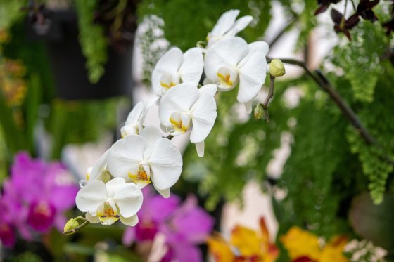 purple dendrobium orchid