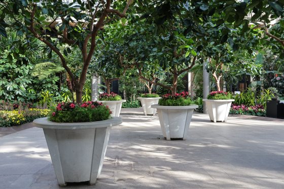 Three large concrete planters with large fruit trees stand on a large stone area in a glass conservatory