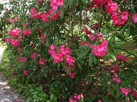 pink rhododendron in an outdoor garden