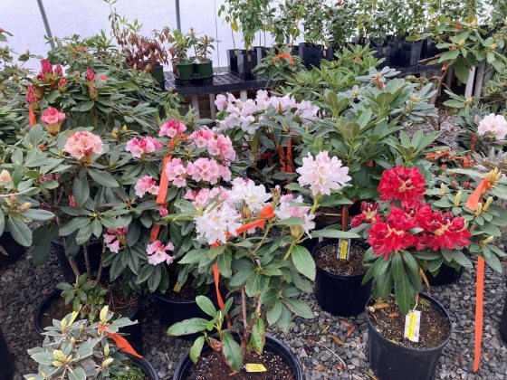 rhododendrons in several colors in pots