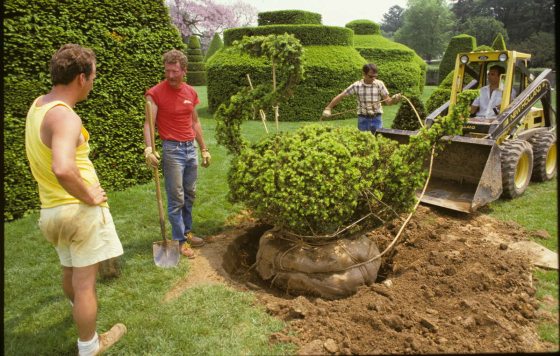 people gathered around planting a topiary form