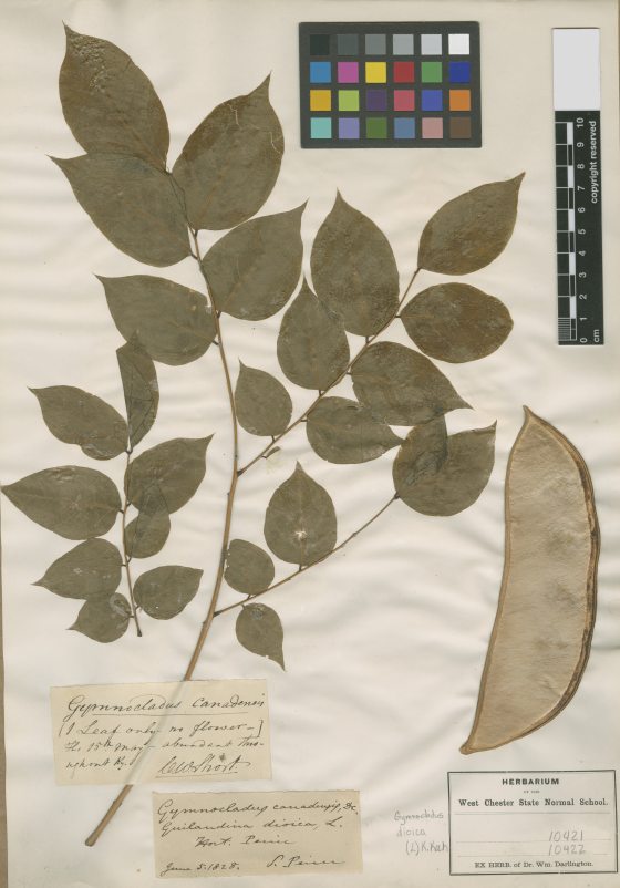 herbarium specimans