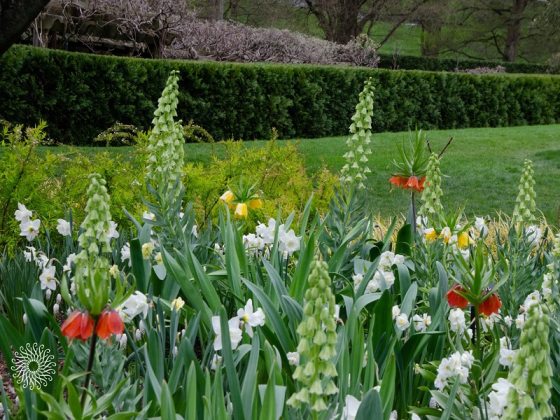 garden with newly blooming flowers and green hedge in background