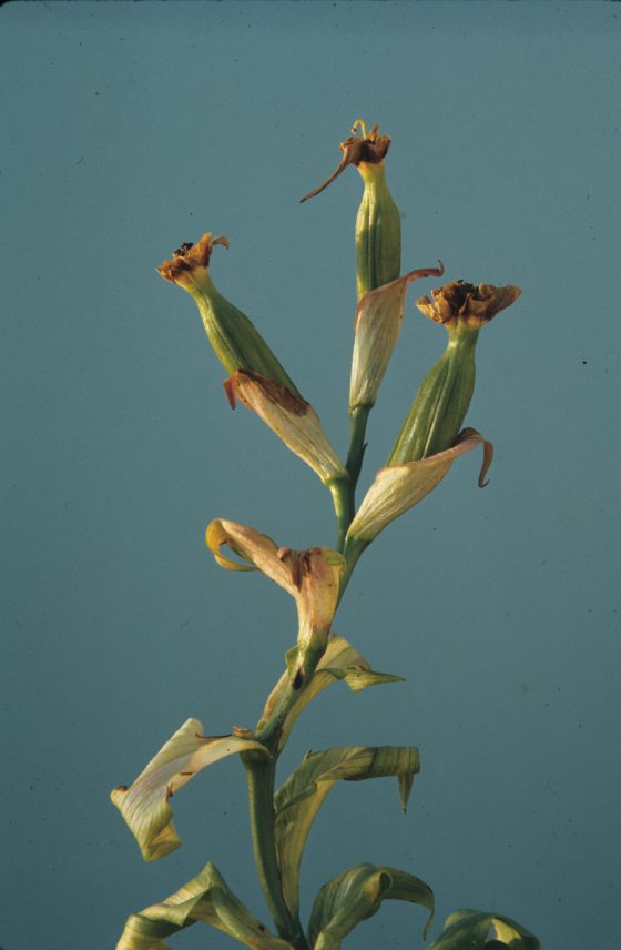 Disa uniflora seedpods against a teal background