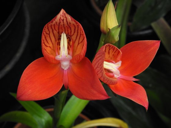 Disa orchid with red petals