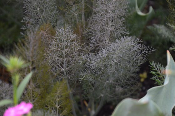 close up of bronze fennel