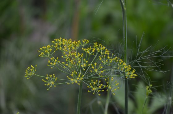 close up image of yellow flowering dill
