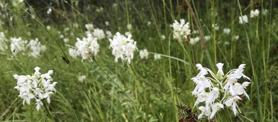 white native orchids in a meadow
