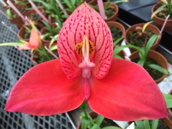close up of Disa Longwood Dawning Ever New with three red petals