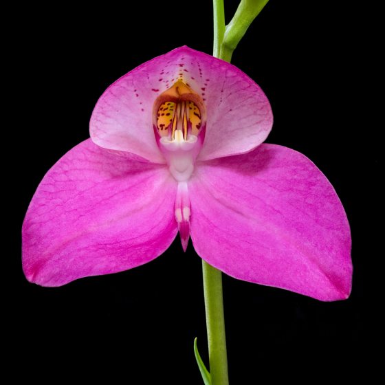 Disa Veitchii with pink petals against a black background