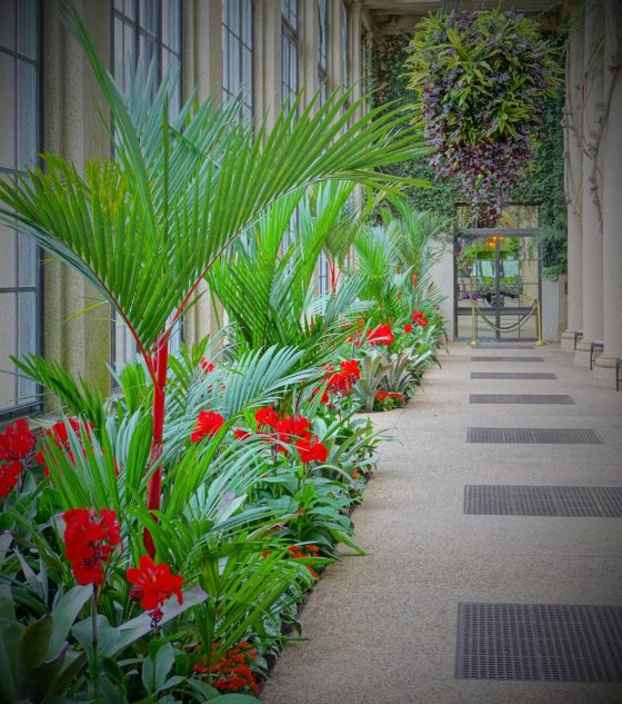 palms with bright red stems and red canna around them