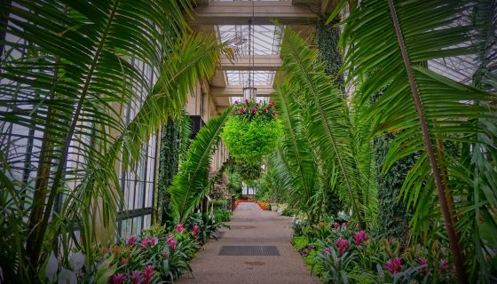 Attalea cohune line the walkway in the Conservatory