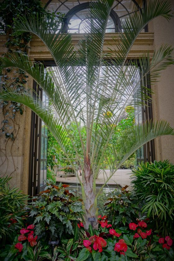 palm with triangular base 