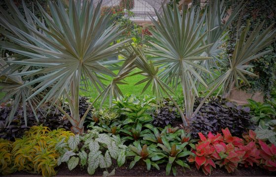 wide, shorter palms with silver sheen 
