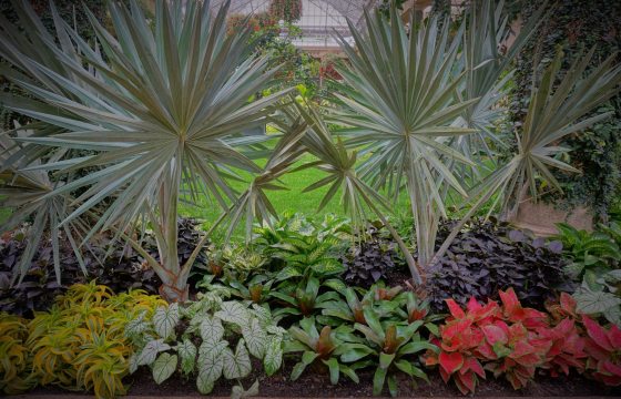 wide, shorter palms with silver sheen