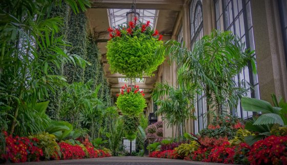 Guzmania baskets hanging from the ceiling