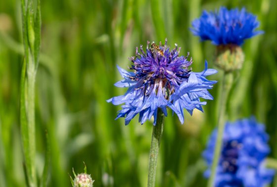 close up of a bachelor’s-button (Centaurea cyanus) flower