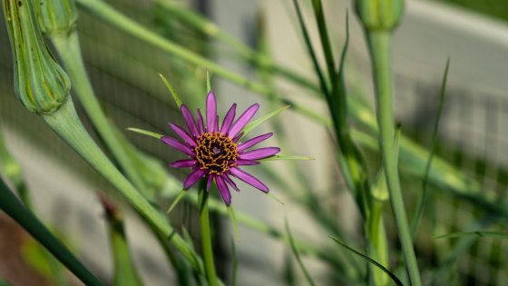 closer up of salsify with purple petals