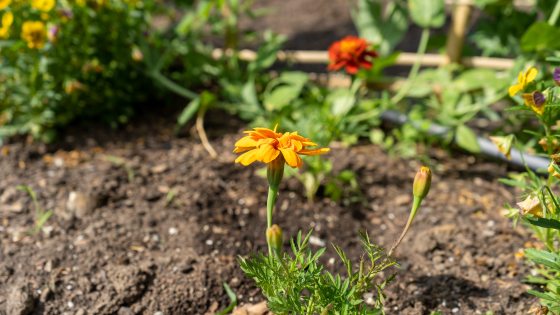 a yellow marigold in bloom