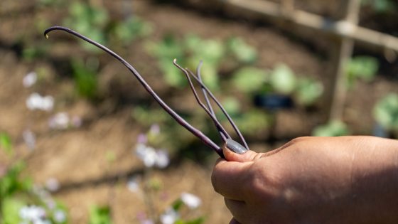 someone holding rat-tail radish seed pods