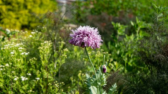 purple flowering Breadseed poppy plant