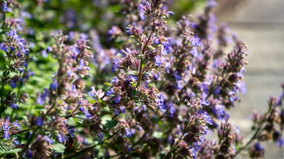 catmint plant with lavender blue flowers