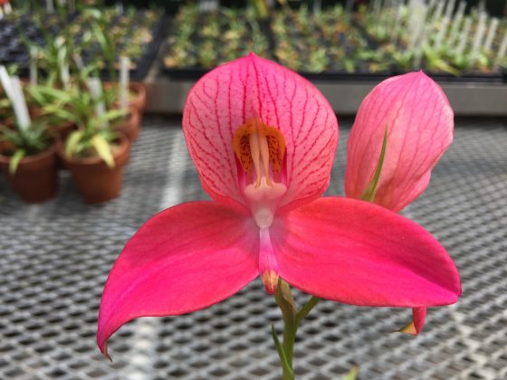 Disa Longwood Renaissance Horion with three pink petals and a green stem