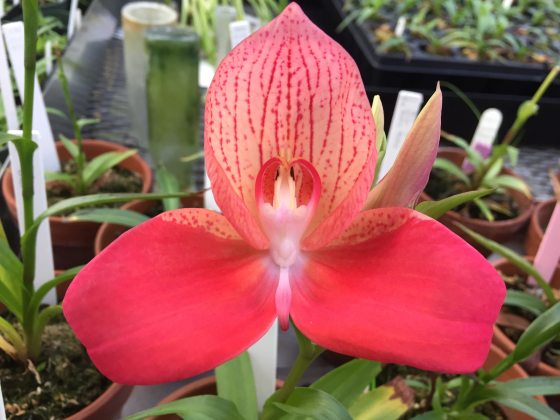 close up of Disa Longwood Advancing Excellence with three dark pink petals