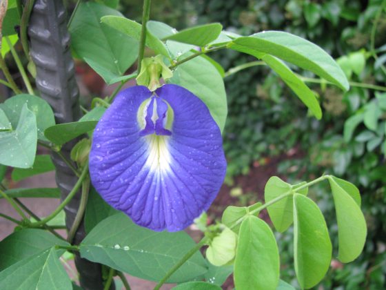 green vine like plant with an oval purple flower petal