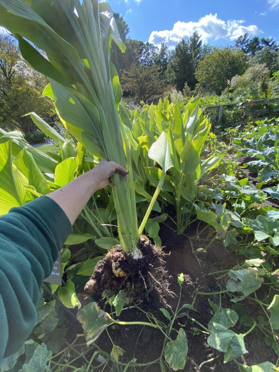 a person holding tumeric leaves up in the air