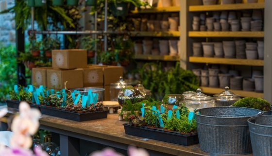 table with potted plants and empty tin containers