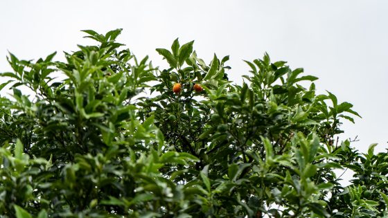 view of the top of a tree with two kumquats growing at the top