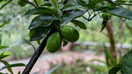 two Mandarinquat growing on a branch 