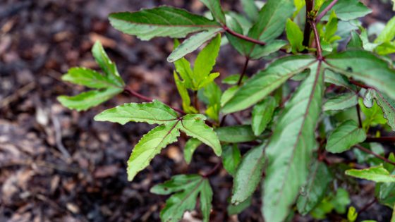 the cultivar ‘Thai Red’ Roselle plant with green leaves against a dirt ground