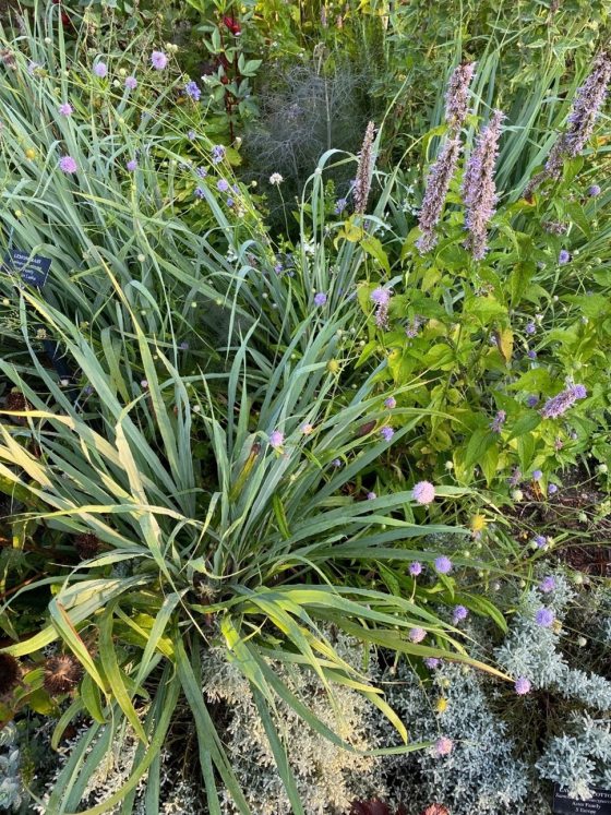 lemongrass planted in a garden