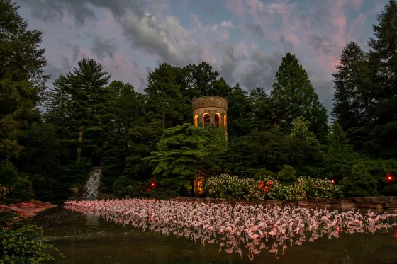 one thousand plastic flamingoes in a pond with a tower lit up behind them at dusk