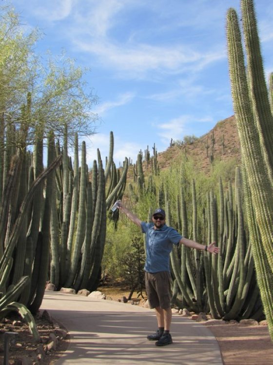 person standing on a path with tall cacti on both sides