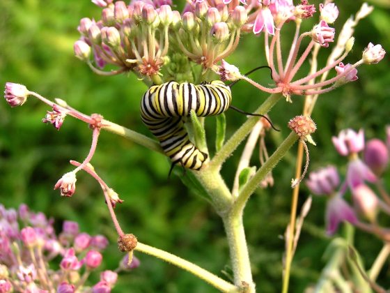 a monarch caterpillar wrapped around a swamp milkweed plant