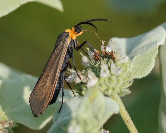 A yellow-collared scape moth nectaring on blunt mountain-mint