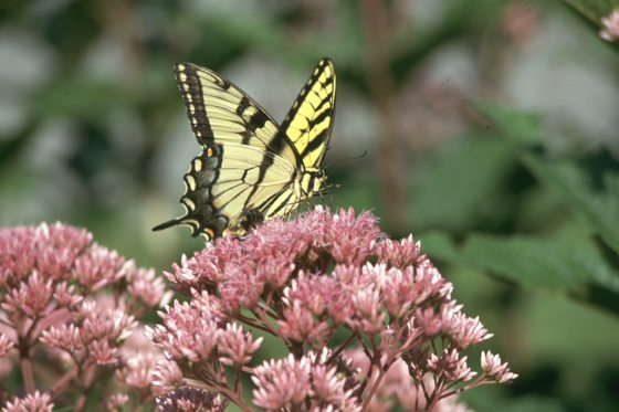 an Eastern tiger swallowtail (Papilio glaucus) enjoys the nectar from a Joe-Pye-weed