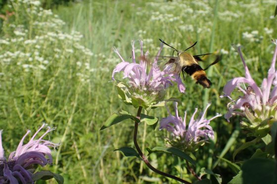 A snowberry clearwing moth feeding on wild bergamot