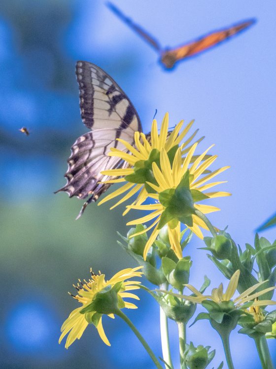 a black and white tiger swallowtail butterfly resting on a yellow cup-plant 