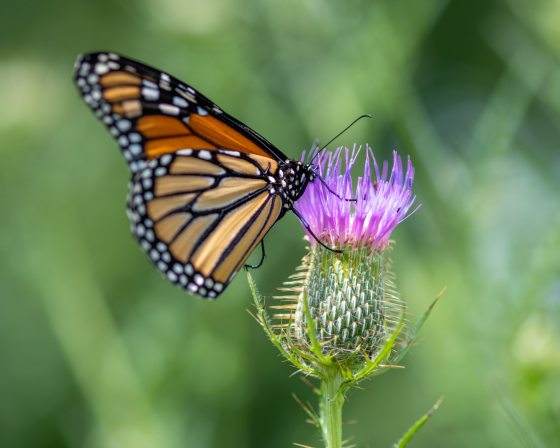 an orange and black butterfly on purple thistle
