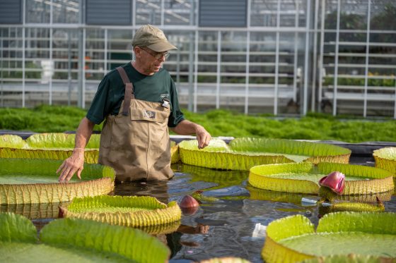 person in brown waders standing in a pool with waterlilys all around