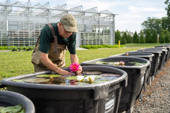 someone in brown waders bending over small pools of waterlilies with a pink flower in their hand