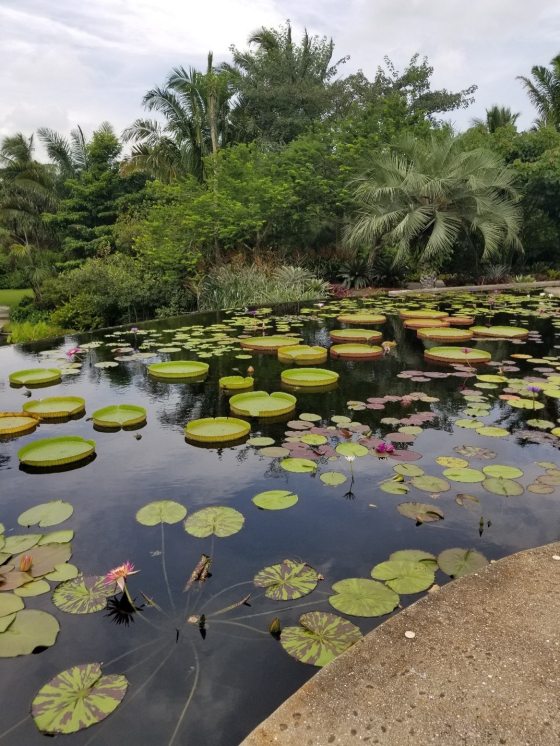 V. cruziana grows in one of the pools in Naples Botanical Garden’s Brazil Garden